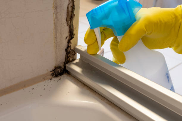 Trusted Mccleary, WA Mold Prevention & Removal  Experts